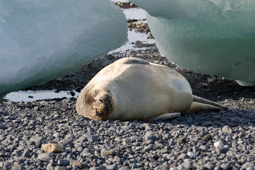 Weddell seal.Brown Bluff.20081117_5255.jpg - Weddell Seal (Leptonychotes weddllii), Antarctica November 2008